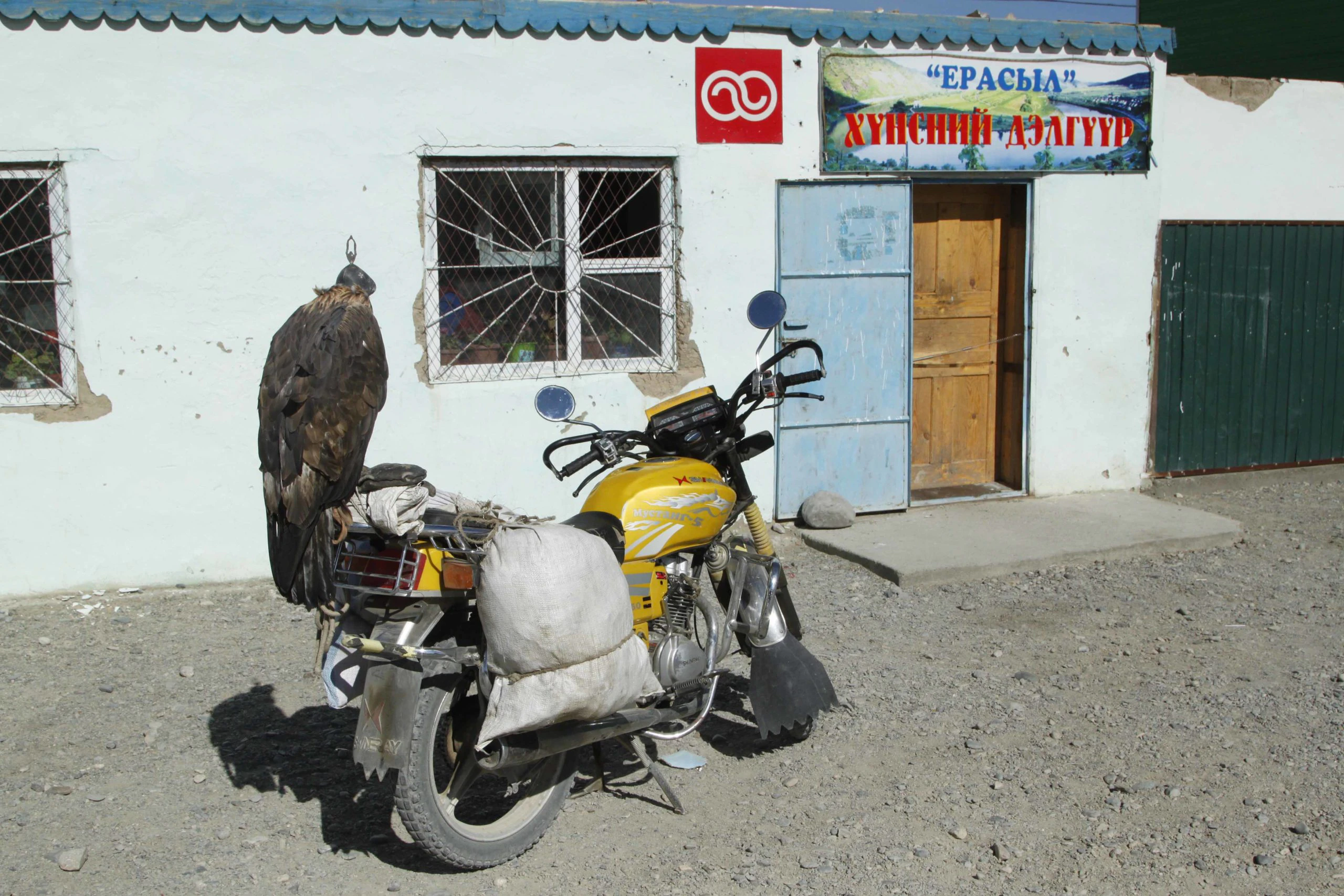 An Eagle Hunter's Motorcycle, a Photograph by Mary O'Connor
