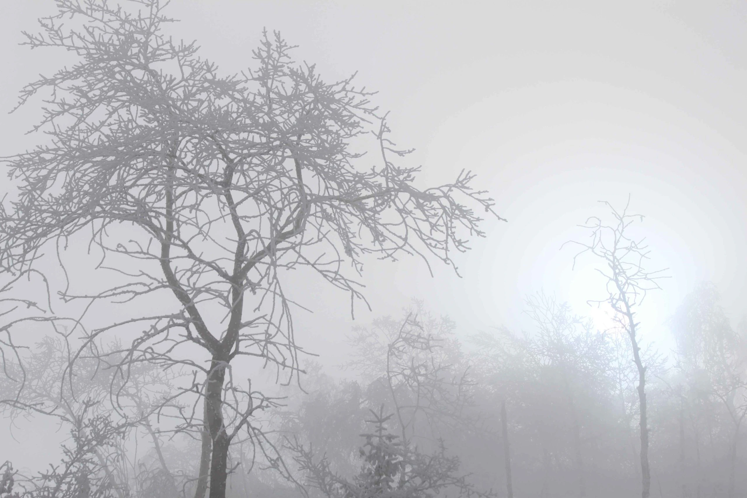 White out, a Photograph by Mary O'Connor