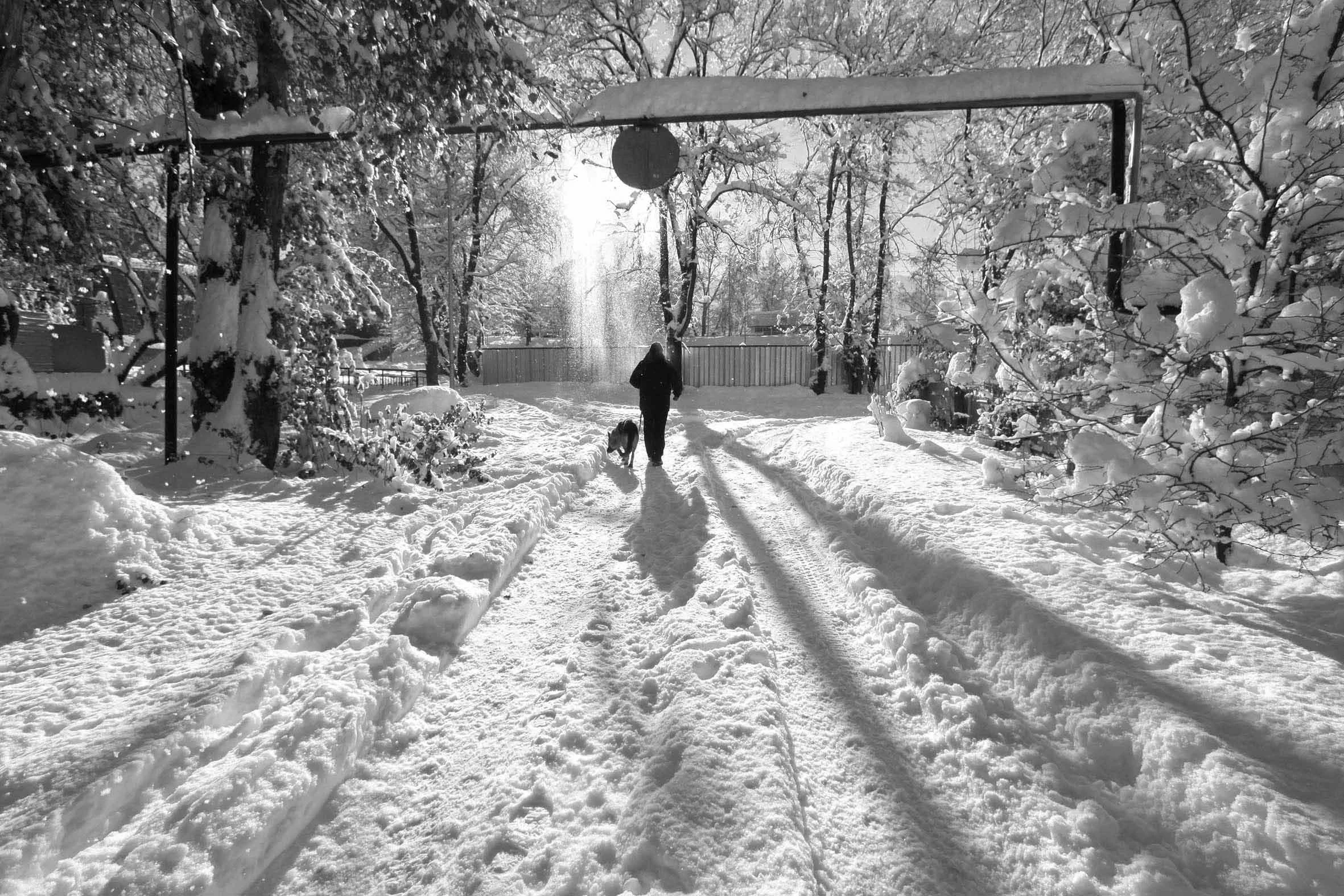 White out, a Photograph by Mary O'Connor