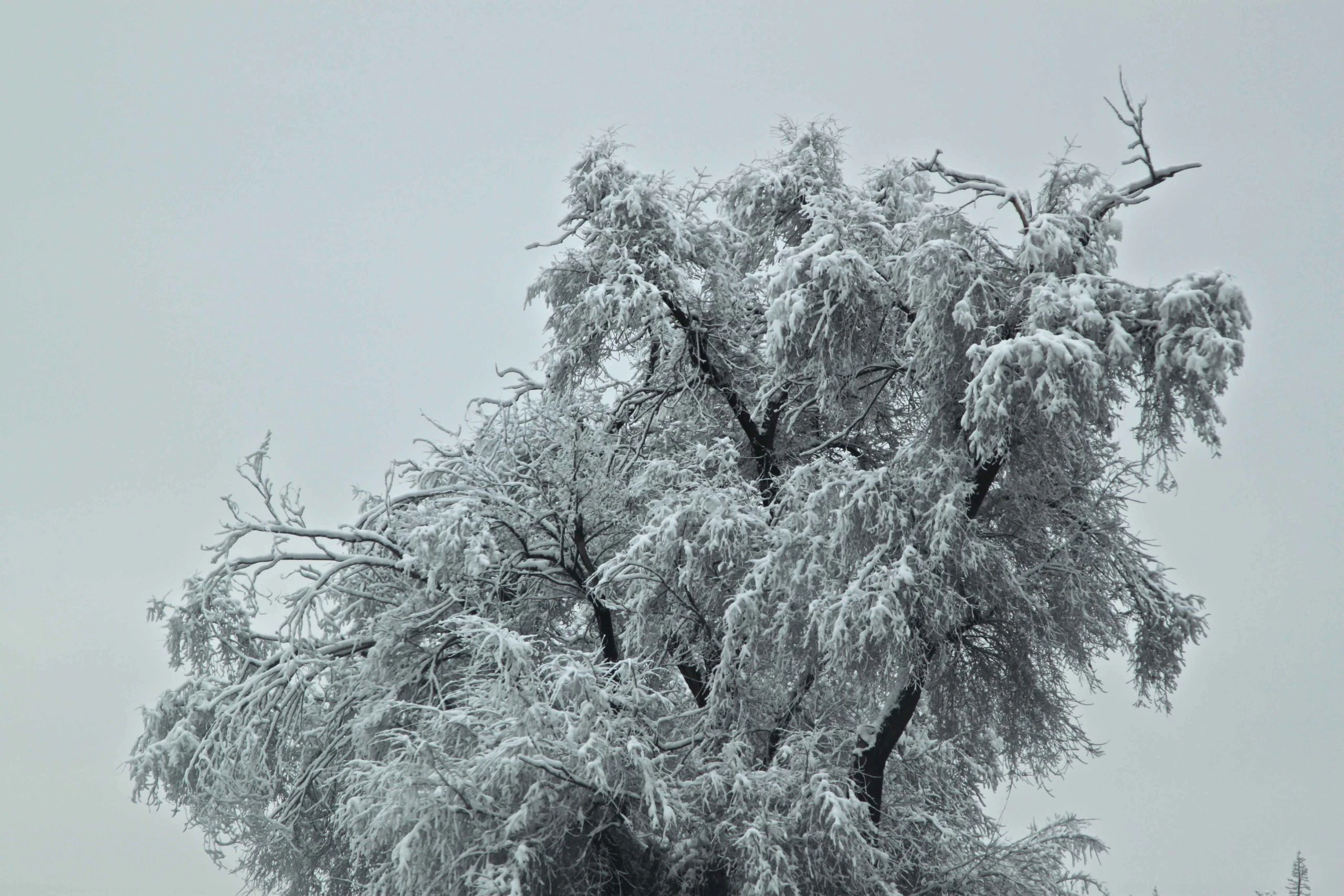White out, a Photograph by Mary O'Connor