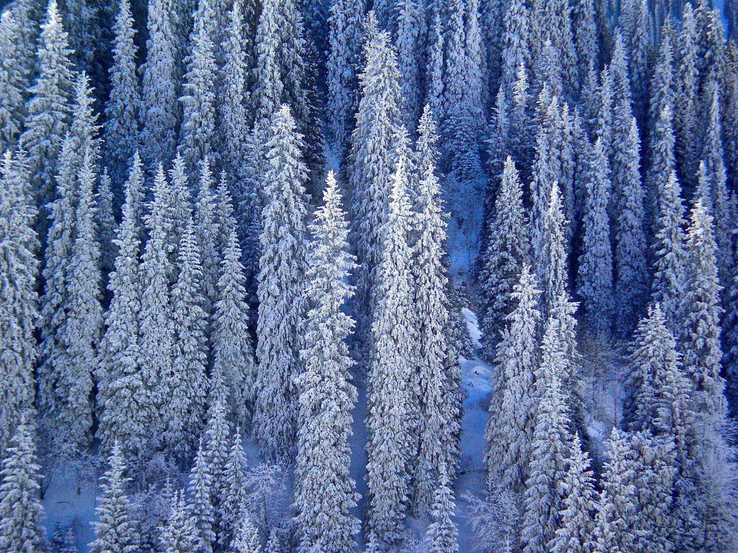 White Out, White out, White out, a Photograph by Mary O'Connor
