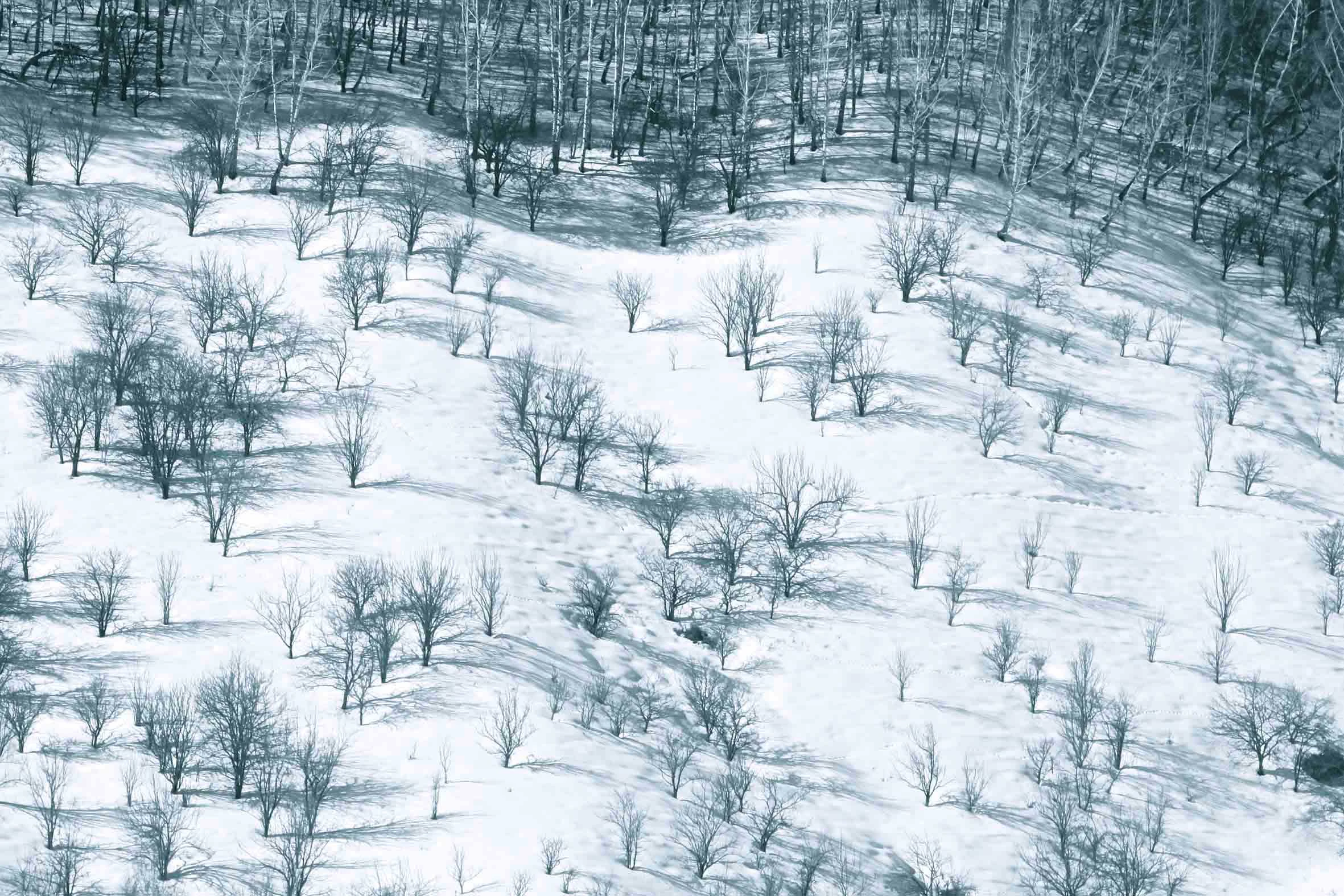 White Out, White out, White out, a Photograph by Mary O'Connor