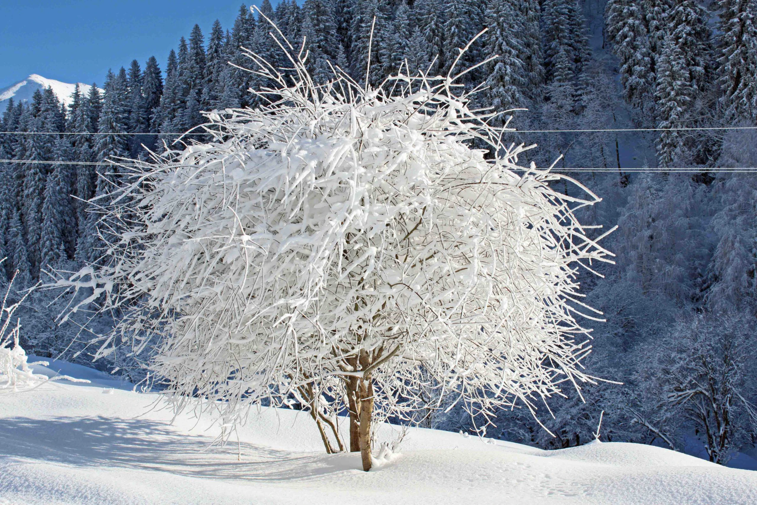 White Out, White out, White out, a Photograph by Mary O'Connor
